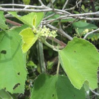 Cissus vitiginea L.